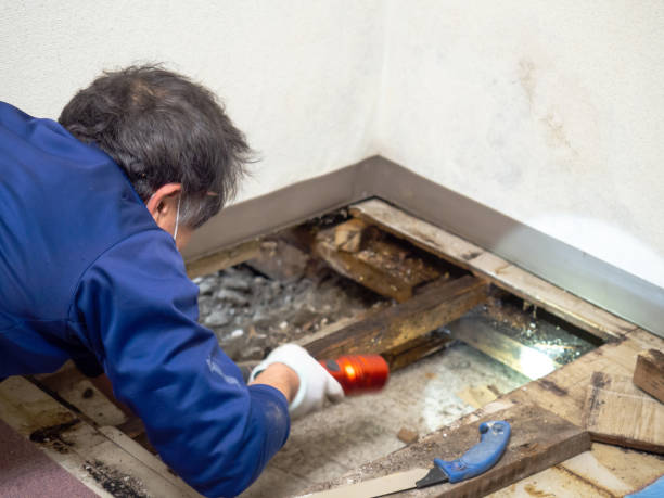 Why You Should Choose Our Mold Remediation Services in Cortez, FL